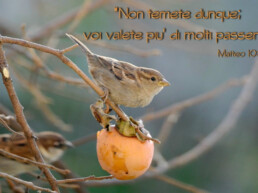 non temete